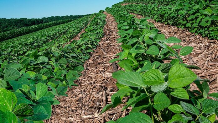 Rotação de culturas melhora solo, aumenta produtividade em 10% e ajuda a capturar carbono.