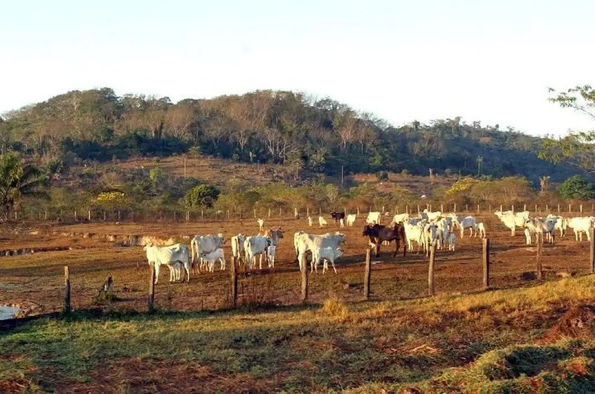 Texto dispensa o licenciamento ambiental para quatro atividades agropecuárias, inclusive a pecuária extensiva. 