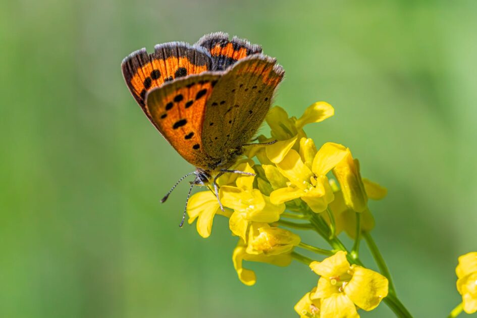 Dia da Biodiversidade: mais de 3,5 mil espécies já sofrem com mudanças climáticas e falta de políticas de conservação