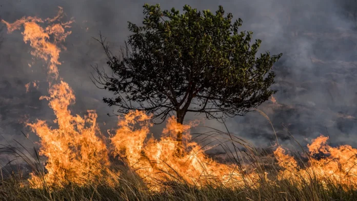 Uso do fogo está proibido na Amazônia e no Cerrado durante período de seca.