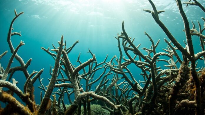 Acidez dos oceanos ultrapassou limite seguro para o planeta em 2020, alerta estudo.