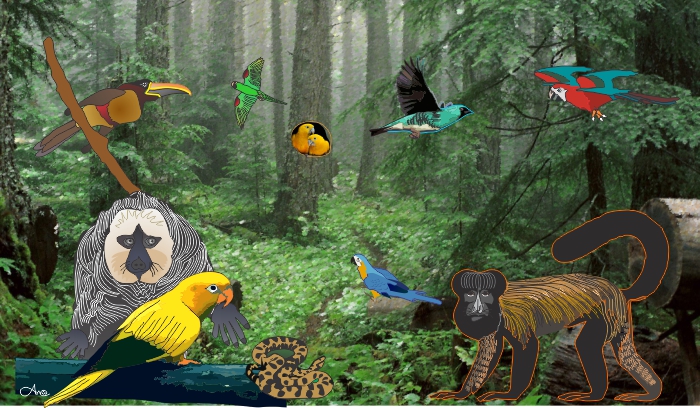 Amazonas