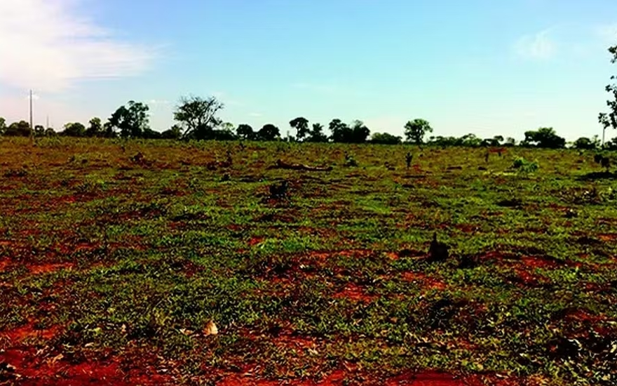 Recuperar pastos degradados para plantar soja pode custar R$ 482 bilhões, aponta estudo.