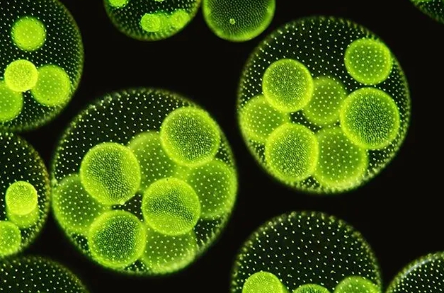 Esgoto tratado com microalgas vira água para agricultura e aquíferos.