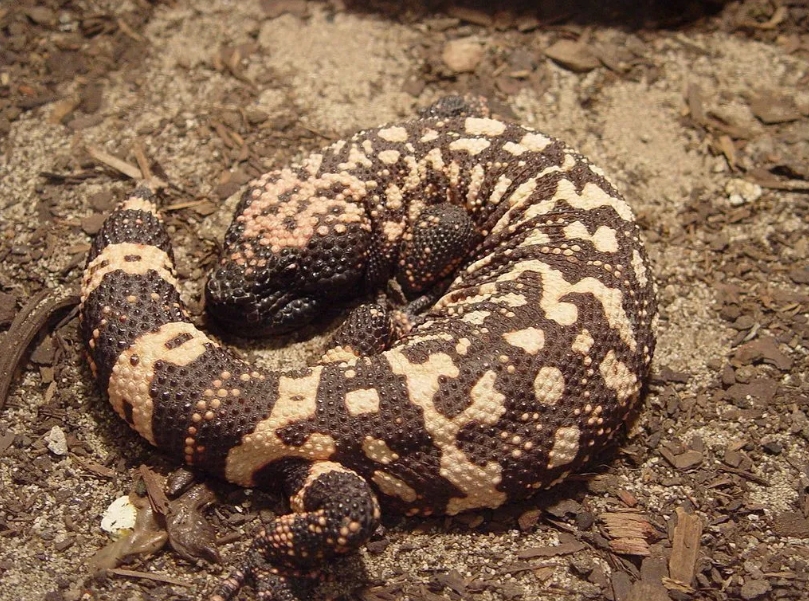 Monstro-de-gila fotografado no American International Rattlesnake Museum .