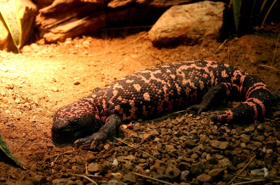 Monstro-de-gila, lagarto que inspirou o Ozempic, pode perder dois terços de seu habitat até 2082.