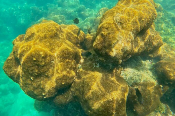Corais ameaçados: o que perdemos se eles desaparecerem do litoral brasileiro?