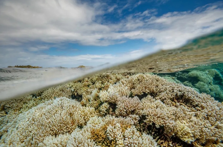 Um recife de corais do tipo Acropora, no Atol Caroline (a 1.500 quilômetros ao sul do arquipélago do Havaí, no centro do Pacífico) começa a se recuperar de um branqueamento após sofrer com o aquecimento das águas em 2015-16, que matou a maioria dos organismos que ali viviam.