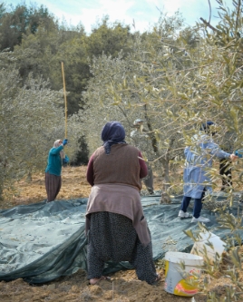 Combustível ecológico feito de azeitona começa a substituir lenha na Tunísia.