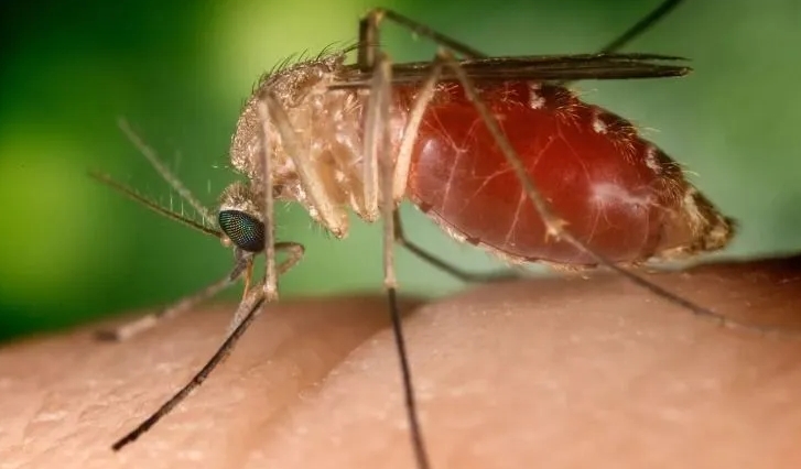 Febre Oropouche é transmitida pelo mosquito maruim.