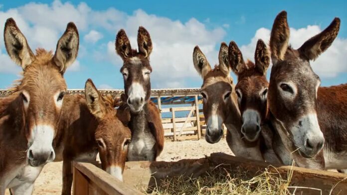 Abate de jumentos para produção de gelatina medicinal chinesa ameaça espécie no Brasil.