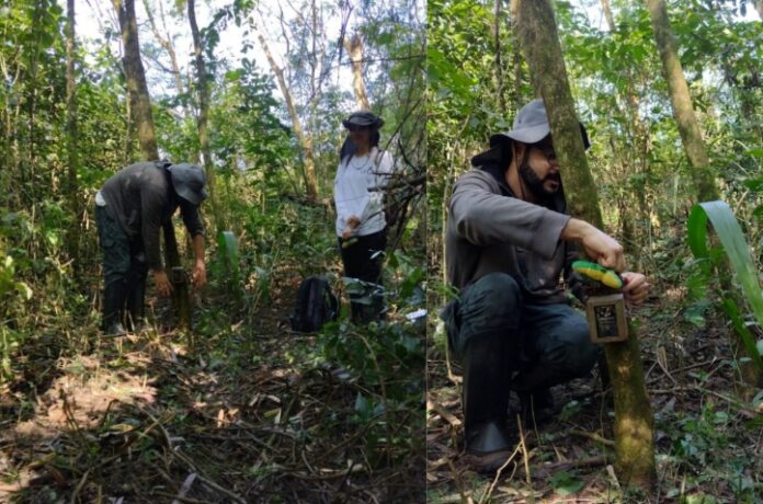 Com crise hídrica e clima extremo, pesquisadores recorrem a fungos e bactérias para restaurar florestas.
