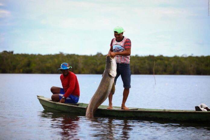 Como o Festival de Parintins fortalece a economia local no Amazonas.