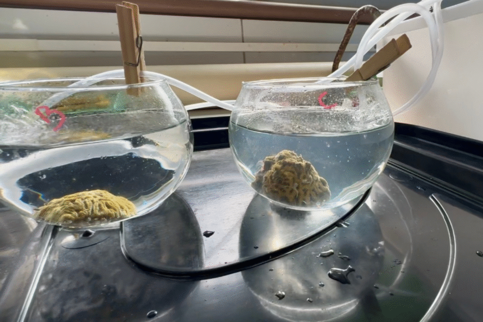 Foto de uma parte do processo de inseminação artificial de corais, quando os óvulos são coletados.