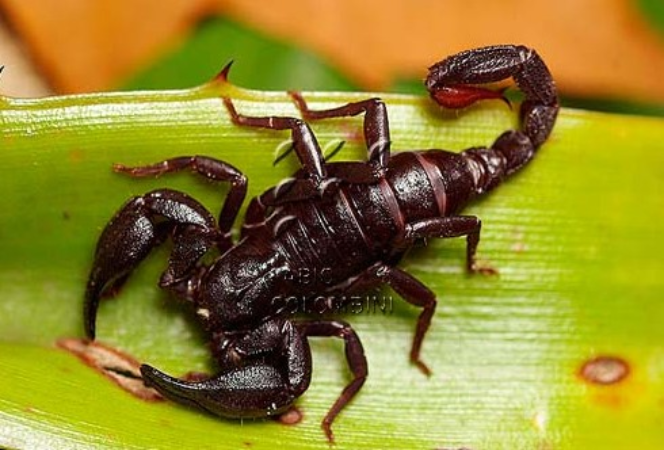 Veneno que cura? Toxina de escorpião da Amazônia combate células do câncer de mama.