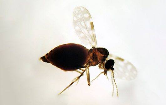 Como o vírus oropouche se expande cada vez mais graças ao desmatamento na Amazônia.