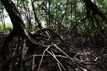 Área de manguezal na Reserva Extrativista Marinha de Caeté-Taperaçu monitorada pelo projeto Mangues da Amazônia. 