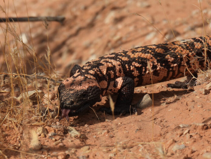 Monstro-de-gila (Heloderma suspectum).