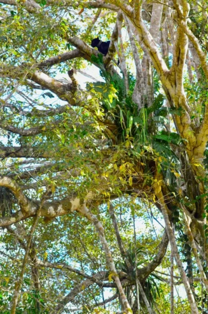 Onça-preta (onça-pintada com acúmulo de melanina) no alto de árvore durante cheio de rio na Reserva de Desenvolvimento Sustentável Mamirauá.
