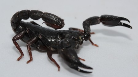 Escorpião da Amazônia, Brotheas amazonicus.