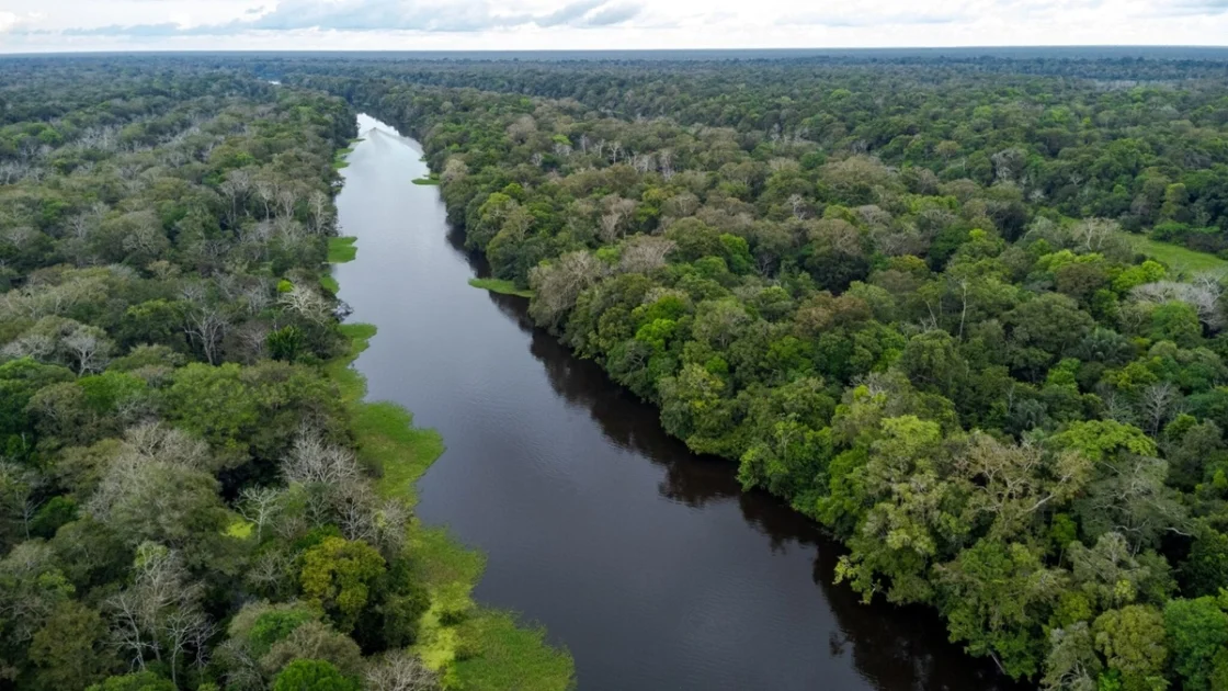 Vista aérea da Reserva de Desenvolvimento Sustentável Mamirauá (AM), onde foi realizado o estudo sobre as onças da Amazônia.
