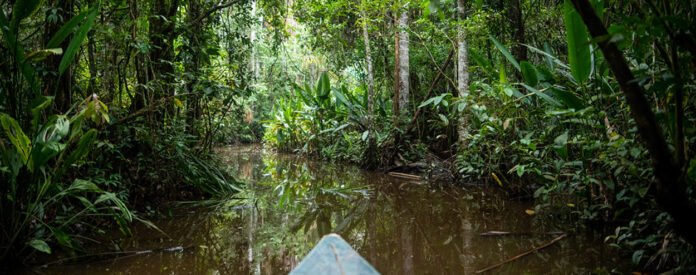 Reserva Nacional de Tambopata. Apesar de avanços no surgimento de novas áreas protegidas da floresta amazônica peruana, o avanço da rodovia Bellavista-El Estrecho ainda ameaça os povos indígenas.