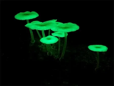Mata Atlântica revela liquens que brilham no escuro.