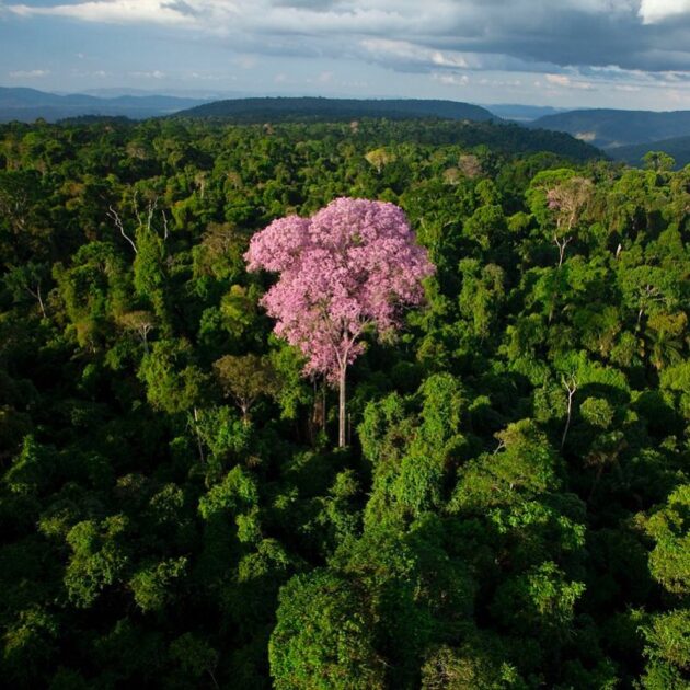 Floresta Nacional de Carajás.