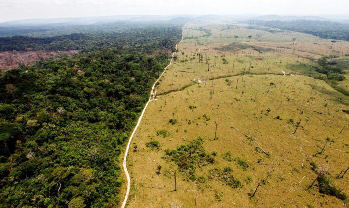 Área desmatada com árvores derrubadas à direita e floresta preservada à esquerda. Cenário pode se agravar com a sanção do PL da Devastação.