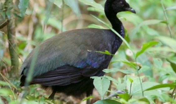 Birdwatching e pesca esportiva coloca Rondônia no mapa do ecoturismo internacional.