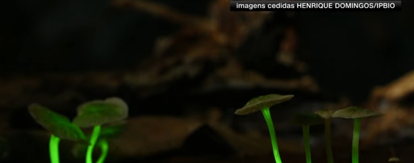 Bioluminescência: liquens que brilham no escuro são descobertos na Mata Atlântica de SP.