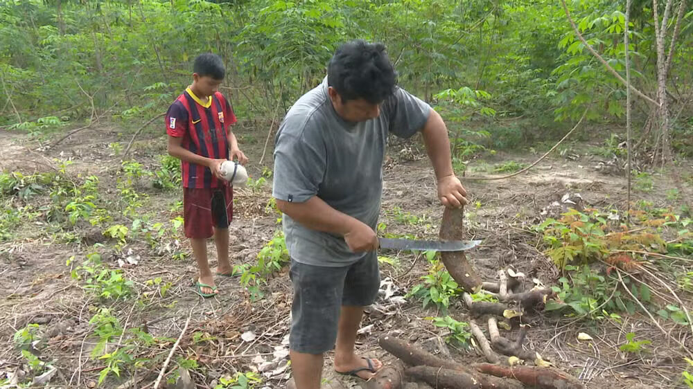 Colheita de mandioca para fazer farinha na Terra Indígena Manoá Pium, em Roraima.