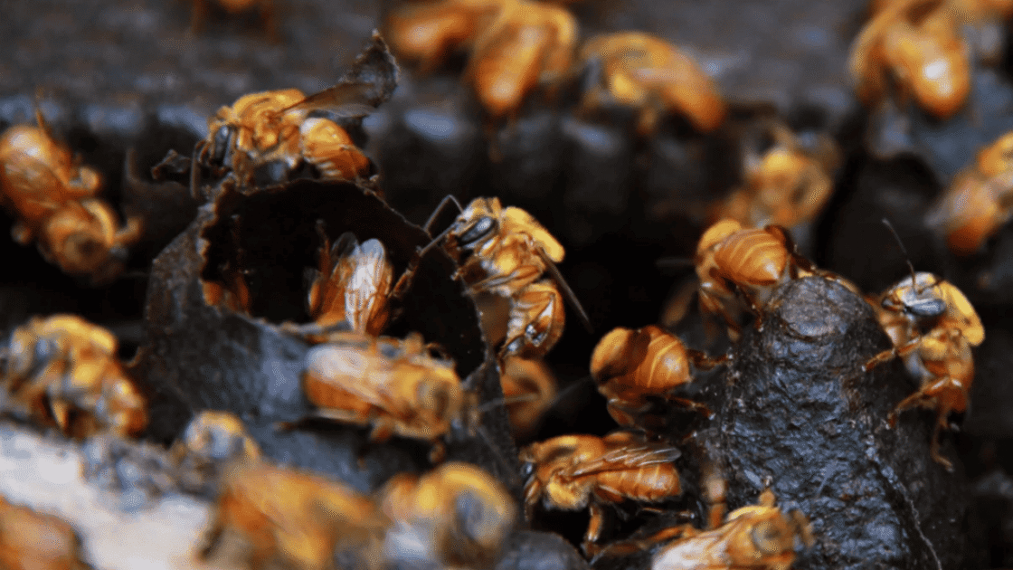 Colmeia de abelhas uruçu-amarela (Melipona rufiventris), uma espécie nativa e endêmica do Brasil. Conhecida pela produção de mel de sabor único e altamente valorizado no mercado, essas abelhas são importantes polinizadoras, desempenhando papel crucial na biodiversidade local. A colmeia apresenta uma estrutura bem organizada e uma comunidade de abelhas trabalhando de forma cooperativa.
