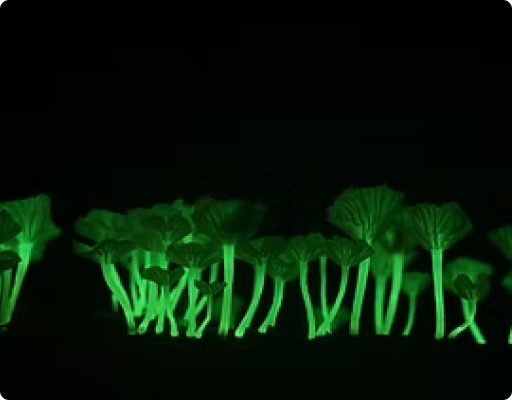 Bioluminescência: liquens que brilham no escuro são descobertos na Mata Atlântica de SP.
