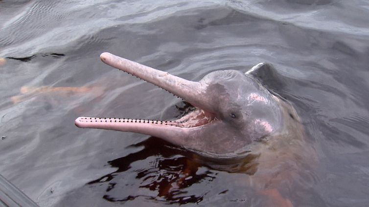 O boto é uma das principais atrações do Parque Nacional de Anavilhanas.