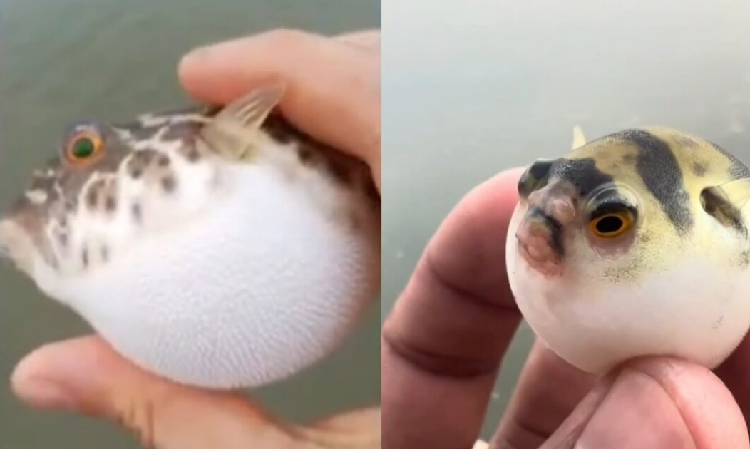 Peixe balao na Amazonia