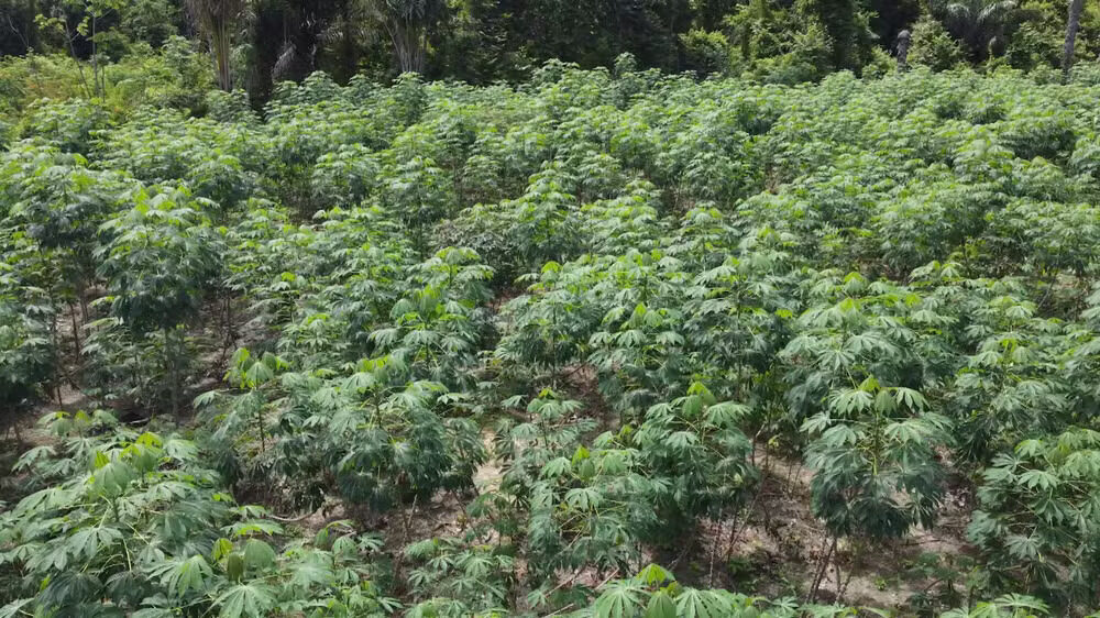 Plantio de mandioca para produção de farinha.