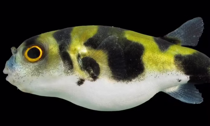 Peixe-balão na Amazônia: baiacu venenoso intriga cientistas e ameaça saúde humana.