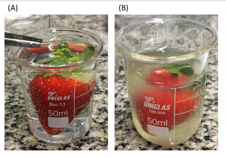 Processo de recobrimento do morango pelo biofilme. 

Por meio da aplicação de película comestível, ou biofilme, foi possível dobrar a vida útil de morangos mantidos sob refrigeração e retardar a desidratação dos frutos