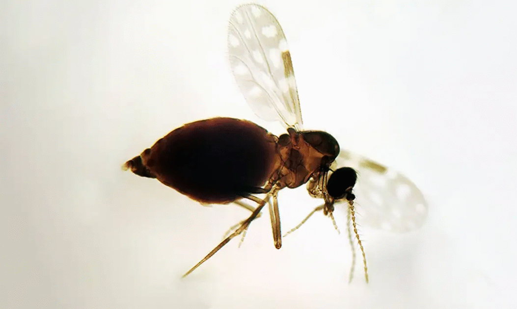 Imagem do mosquito culicoides paraensis maruim, vetor transmissor da febre oropouche.