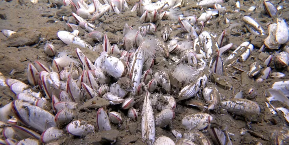 Moluscos bivalves que fazem parte do ecossistema animal mais profundo encontrado até agora no oceano.