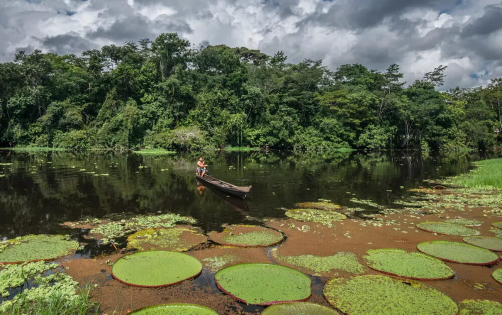 Morador local direciona sua canoa entre vitórias-régias no rio Croa, em Cruzeiro do Sul, no Acre.