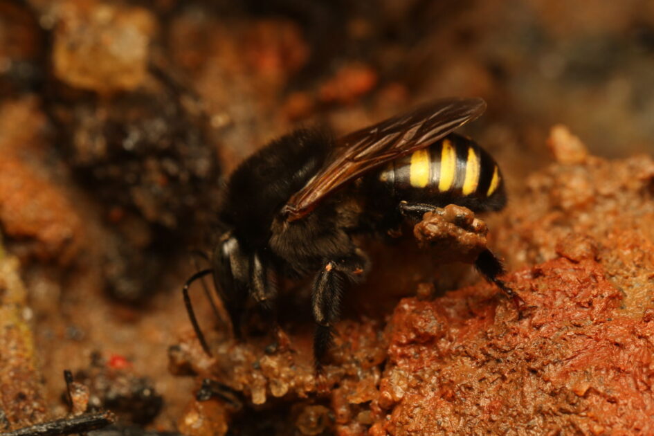 Inseticida natural feito com geoprópolis elimina larvas do mosquito da dengue 2 Close de abelha mandaçaia sobre terra úmida.