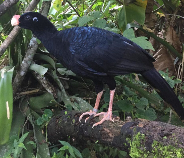 Mutum-de-alagoas (Pauxi mitu), a maior ave terrestre do Nordeste brasileiro: volta da espécie causou comoção pública e inspirou blocos carnavalescos.