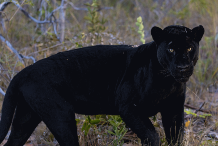 Onça-preta no Cerrado: registro inédito em reserva indica preservação do ecossistema.