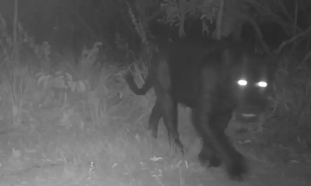 Onça-preta no Cerrado: registro inédito em reserva indica preservação do ecossistema.