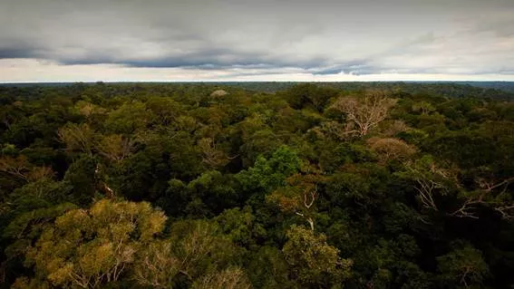 Imagem aérea da copa árvores da floresta amazônica. Secas intensas das últimas décadas tem afetado as árvores da Amazônia.