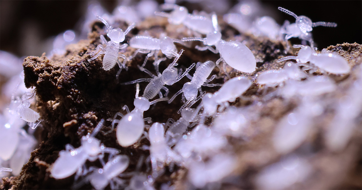 Na imagem, cupins, ordem Blattodea – Foto: Tiago Carrijo/ @bio_insecta

