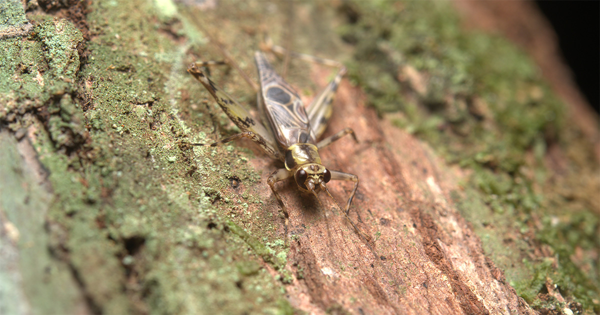 Grilo da ordem Orthoptera representando a diversidade de insetos da Amazônia registrada pelo projeto BioInsecta