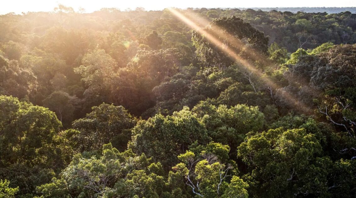 Amazonia floresta foto Kirsten Luce